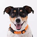 SA's Best Online Pet Insurance Quote in under 90 seconds*.